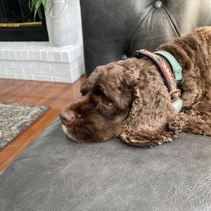 Meet your Posher, Ken